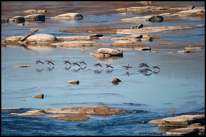 _0SB0443 geese landing on james river.jpg
